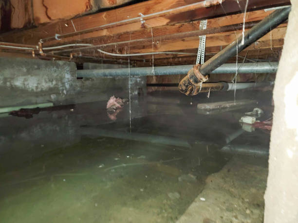 Best Water damage restoration near me  in Molalla, OR